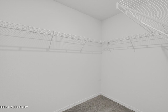 spacious closet featuring carpet