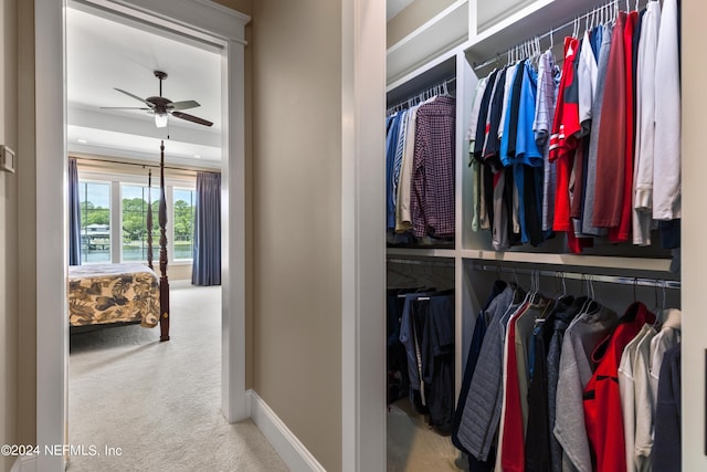 walk in closet with ceiling fan and carpet floors