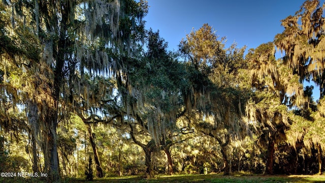 view of local wilderness