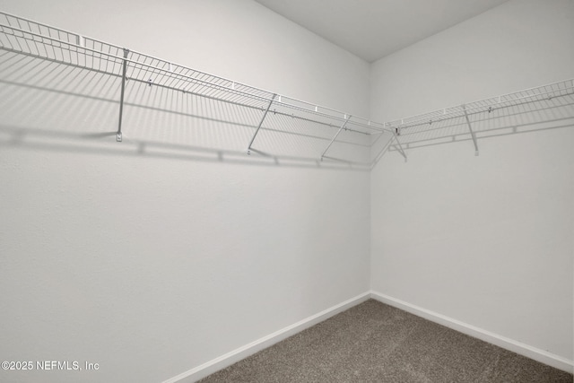 walk in closet with carpet flooring