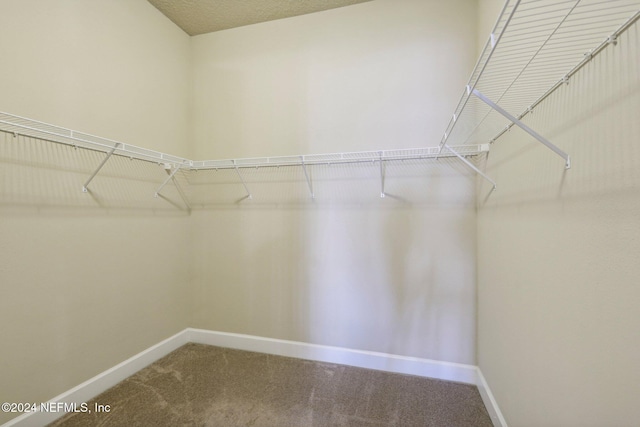 spacious closet featuring carpet