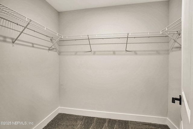 spacious closet featuring carpet floors