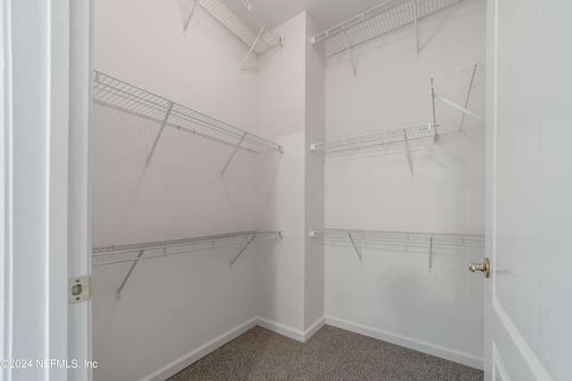 spacious closet featuring carpet floors