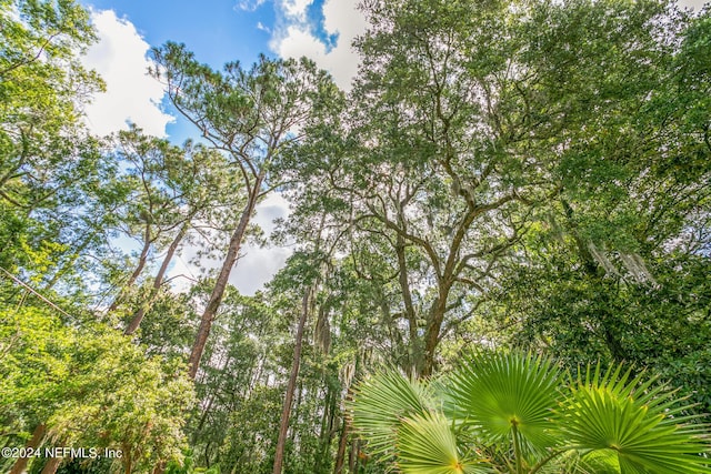 view of local wilderness