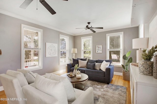 living room with ornamental molding, ceiling fan, and light wood-type flooring