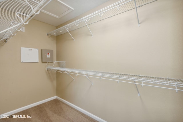 walk in closet featuring carpet floors