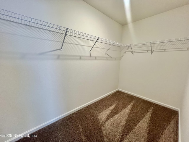 spacious closet featuring carpet