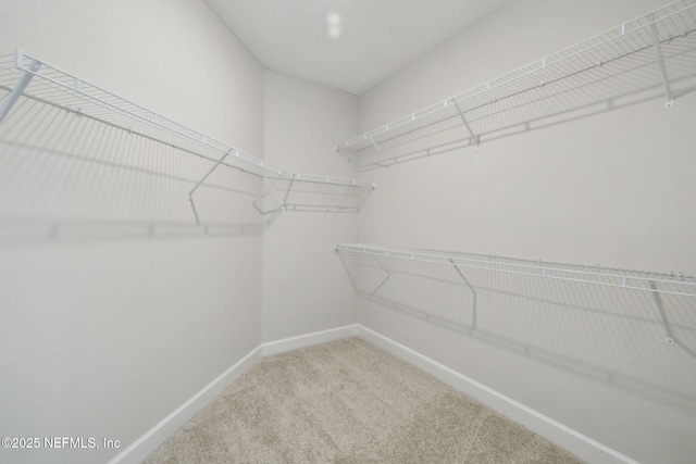 spacious closet featuring carpet