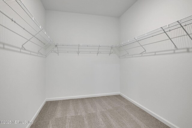 spacious closet featuring carpet floors