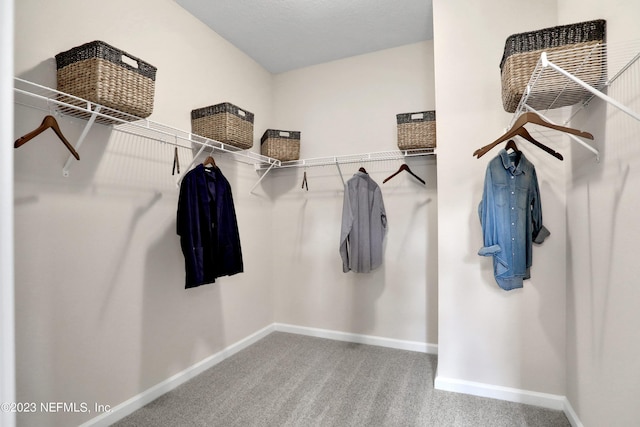 walk in closet featuring carpet flooring