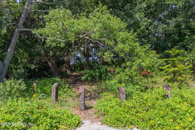 view of local wilderness