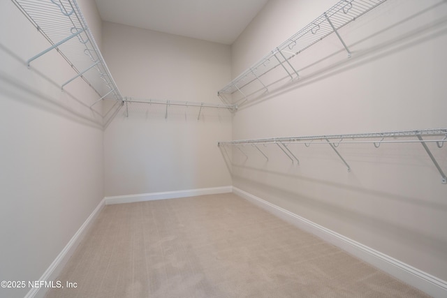 walk in closet with carpet floors