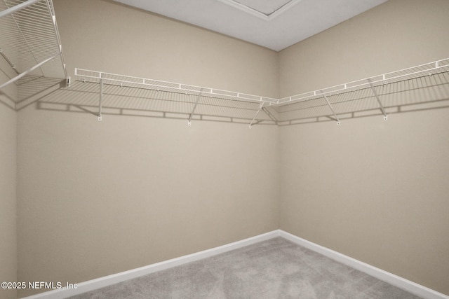 spacious closet featuring carpet floors