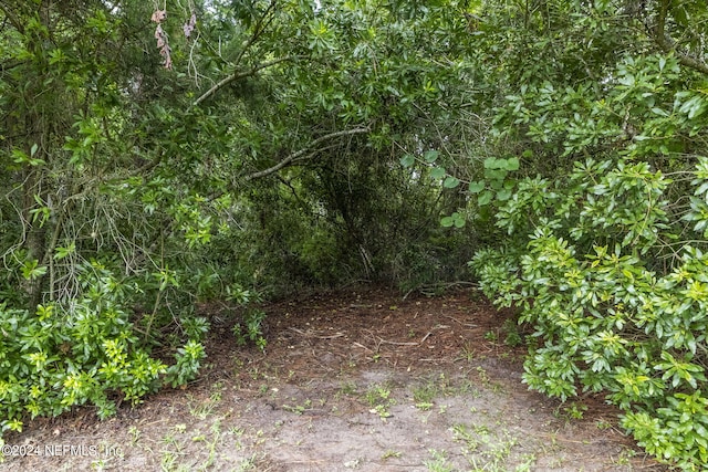 view of local wilderness