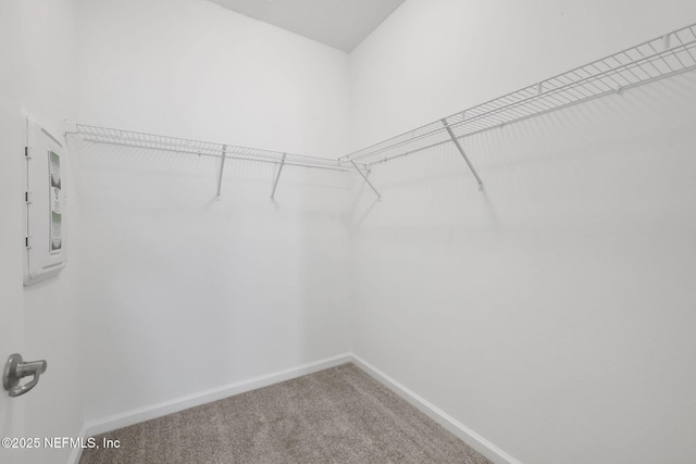 spacious closet featuring electric panel and carpet flooring