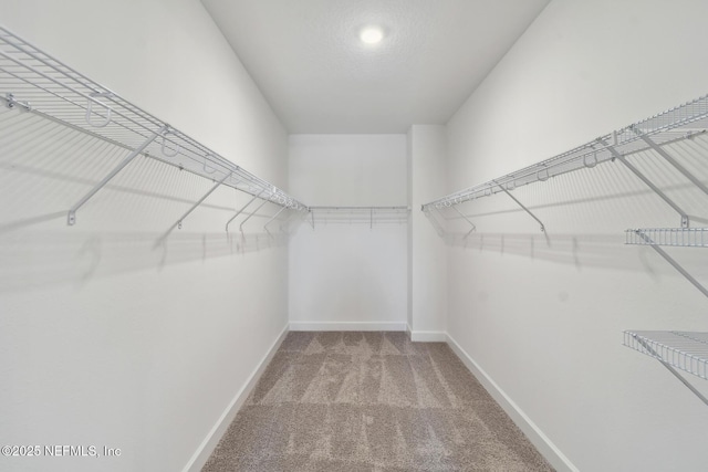 spacious closet featuring carpet flooring