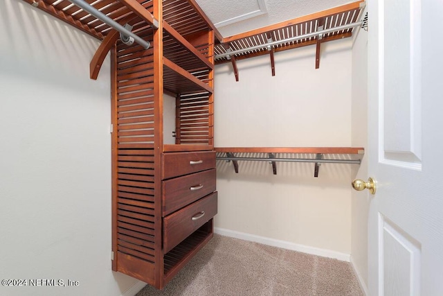 spacious closet featuring carpet flooring