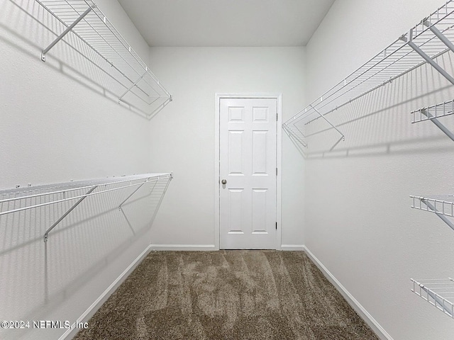 spacious closet featuring carpet flooring