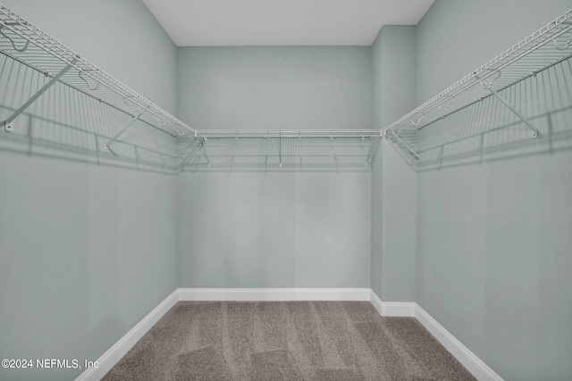 spacious closet featuring carpet