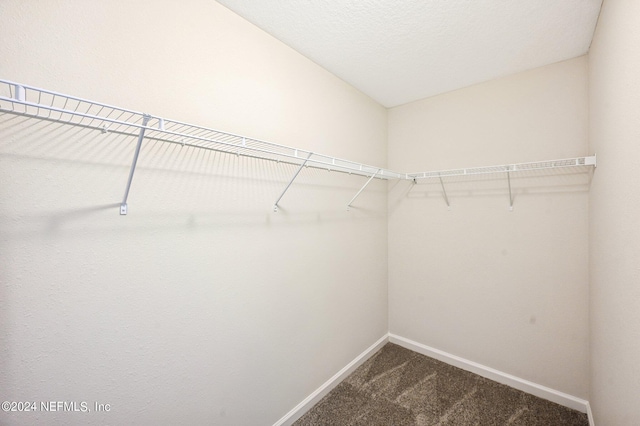 spacious closet featuring carpet floors