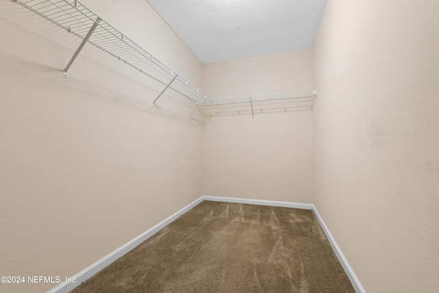 walk in closet with carpet flooring