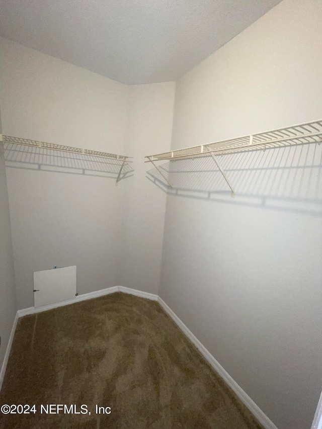 spacious closet featuring carpet flooring