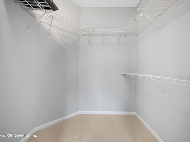 walk in closet featuring carpet flooring