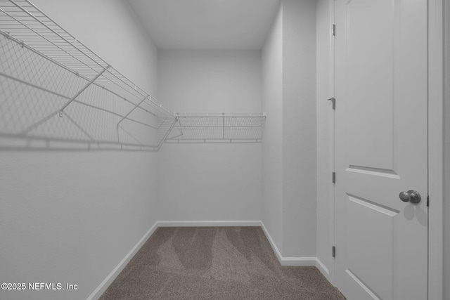 walk in closet with carpet