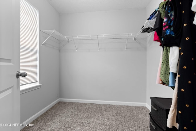 spacious closet with carpet flooring