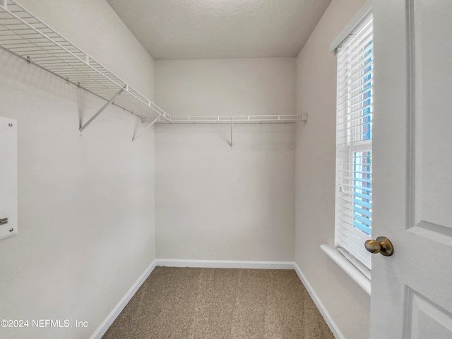 spacious closet featuring carpet