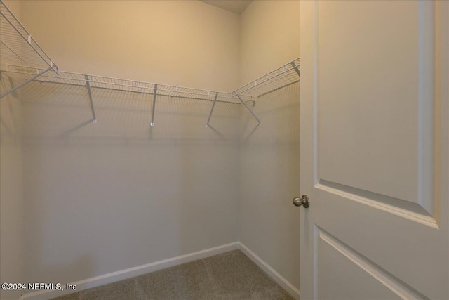 walk in closet featuring carpet floors