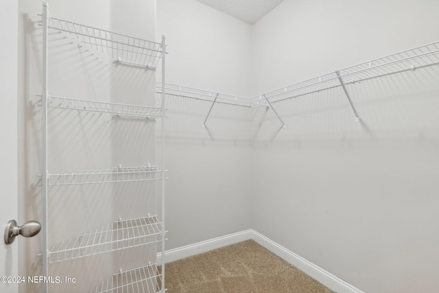 spacious closet featuring carpet