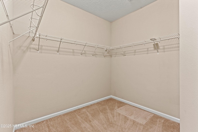 spacious closet featuring carpet