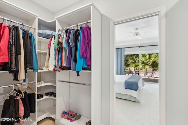 walk in closet featuring carpet and ceiling fan