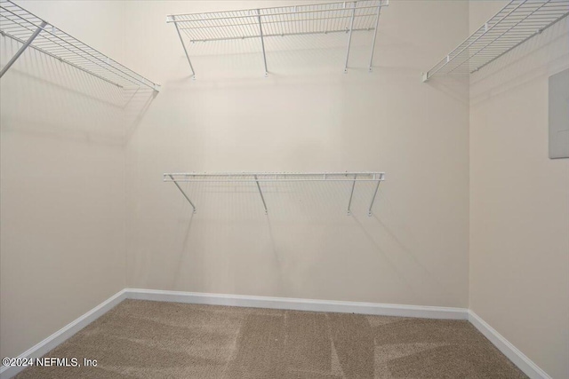 spacious closet featuring carpet