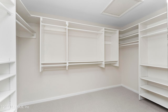 spacious closet featuring carpet flooring