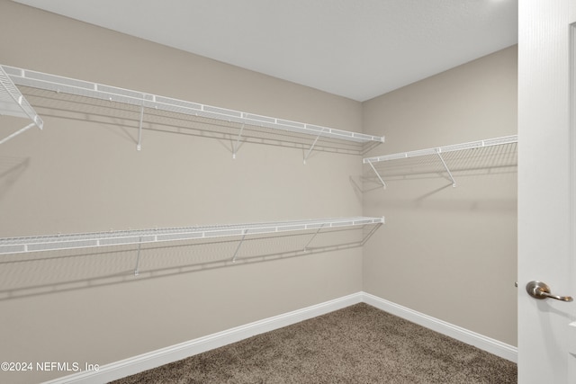 walk in closet featuring carpet floors