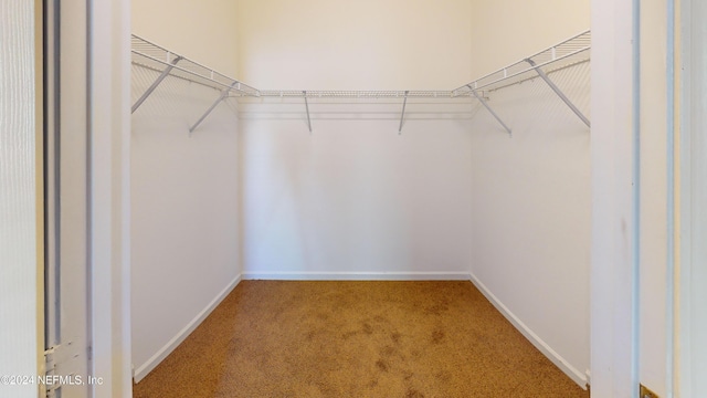 spacious closet featuring carpet