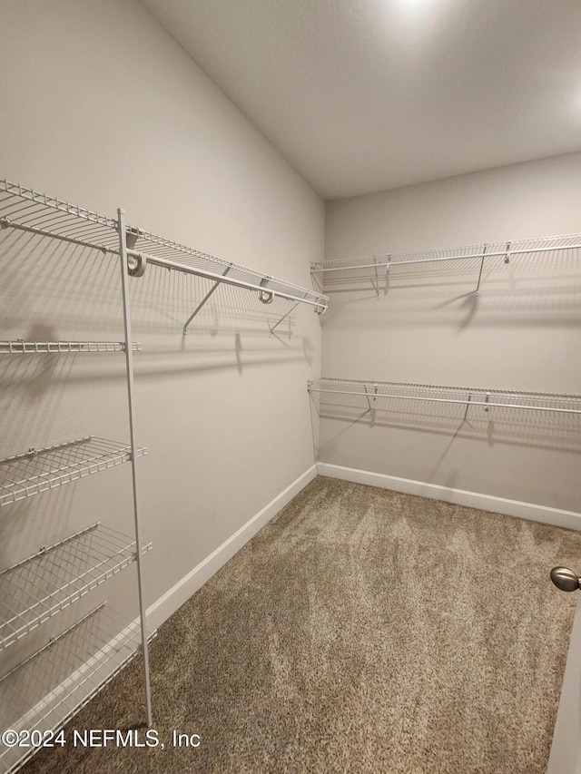 spacious closet featuring carpet flooring