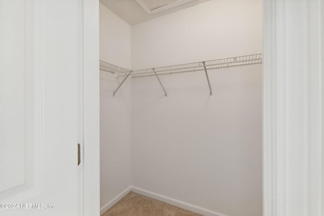 spacious closet featuring carpet