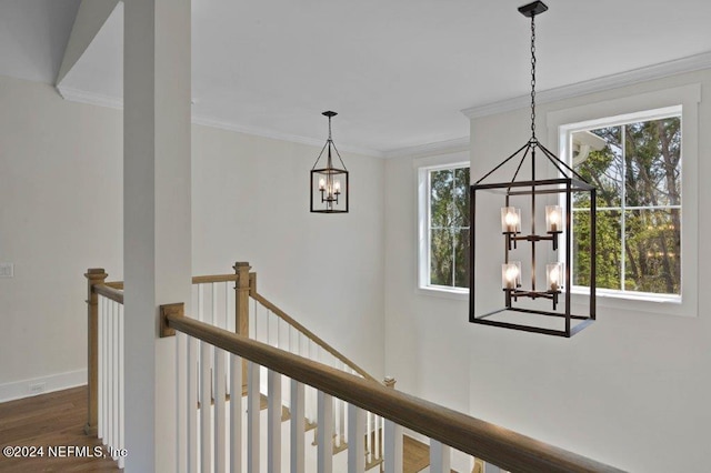 corridor featuring ornamental molding, an inviting chandelier, plenty of natural light, and dark hardwood / wood-style floors