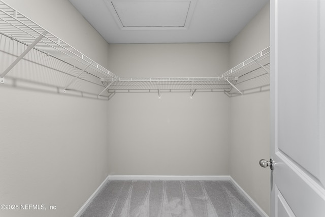 walk in closet featuring carpet floors and attic access