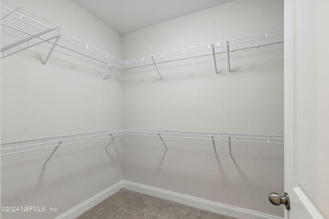 walk in closet featuring carpet flooring