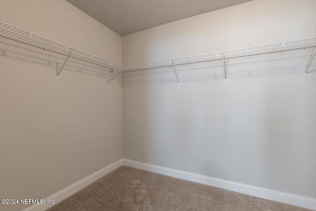 spacious closet featuring carpet floors