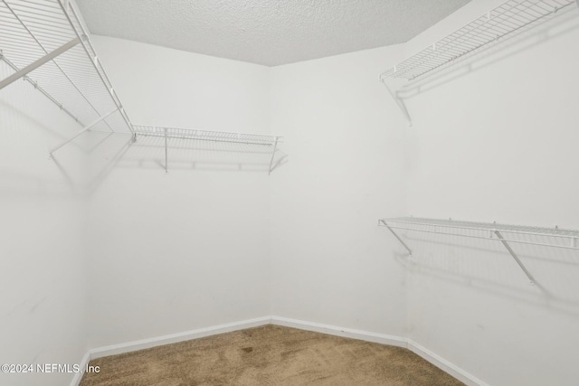 spacious closet featuring carpet