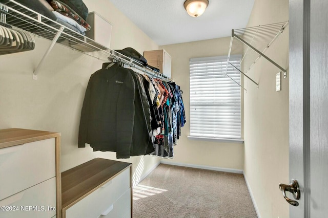 spacious closet featuring carpet floors