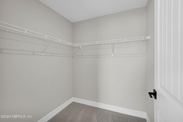 spacious closet featuring carpet flooring