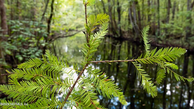 view of local wilderness