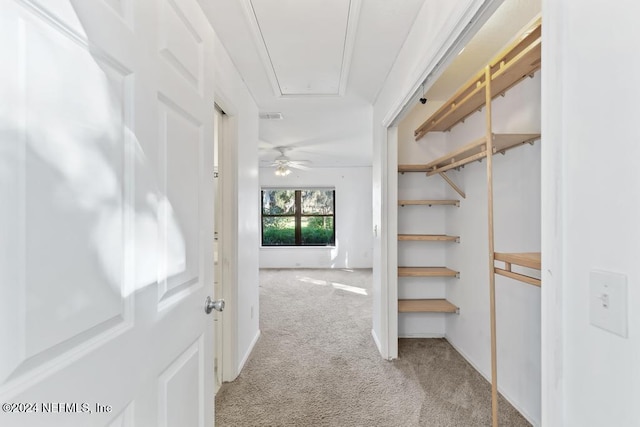 walk in closet with ceiling fan and light colored carpet