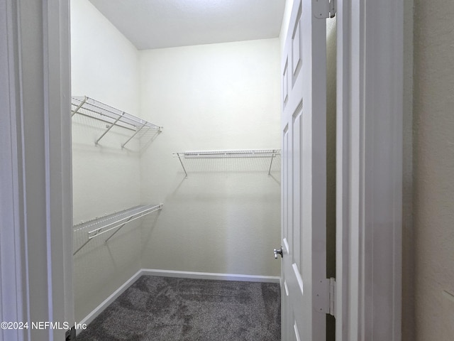 walk in closet with carpet flooring